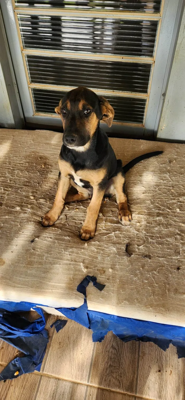Cachorro ra a SRD-ViraLata idade 2 a 6 meses nome Meg