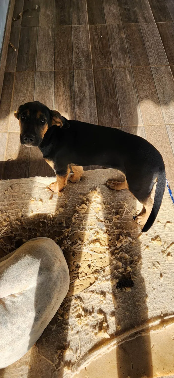 Cachorro ra a SRD-ViraLata idade 2 a 6 meses nome Meg