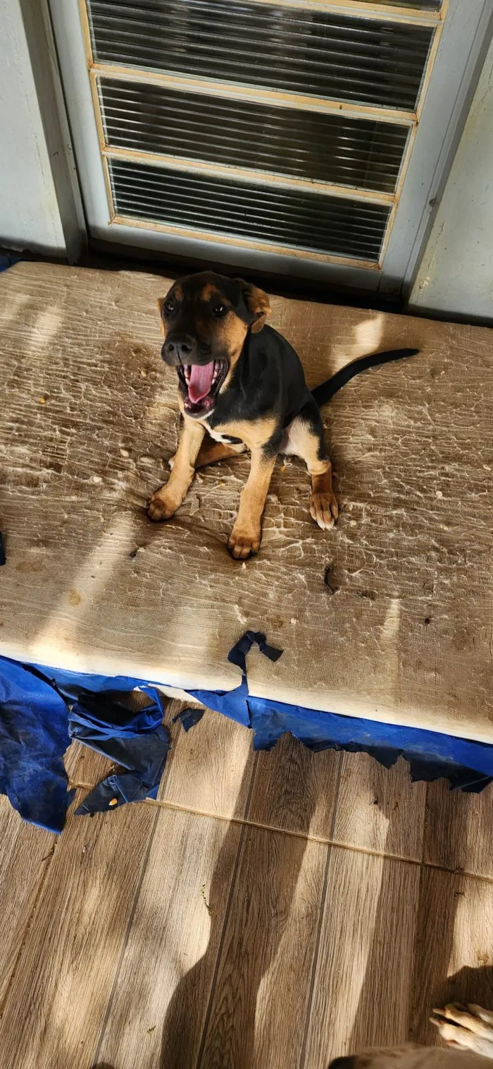 Cachorro ra a SRD-ViraLata idade 2 a 6 meses nome Meg