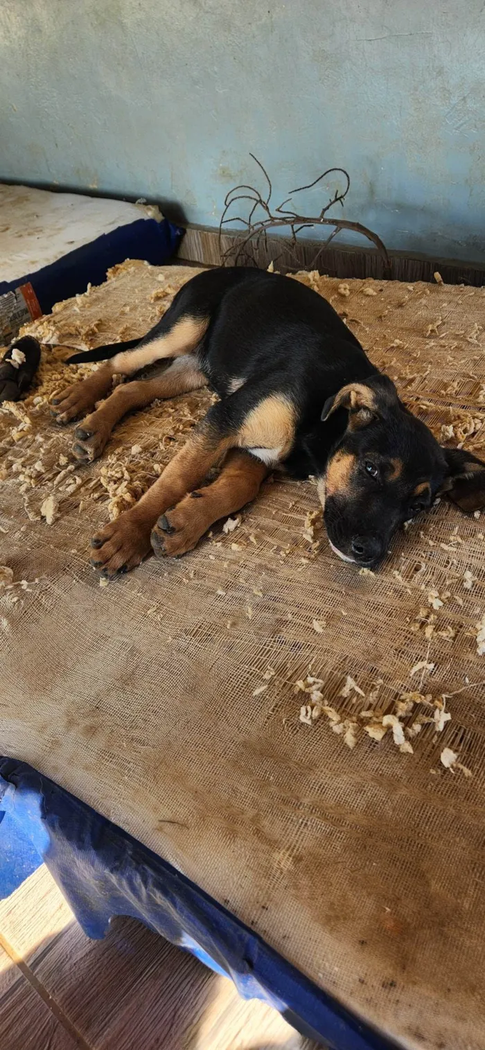 Cachorro ra a SRD-ViraLata idade 2 a 6 meses nome Meg