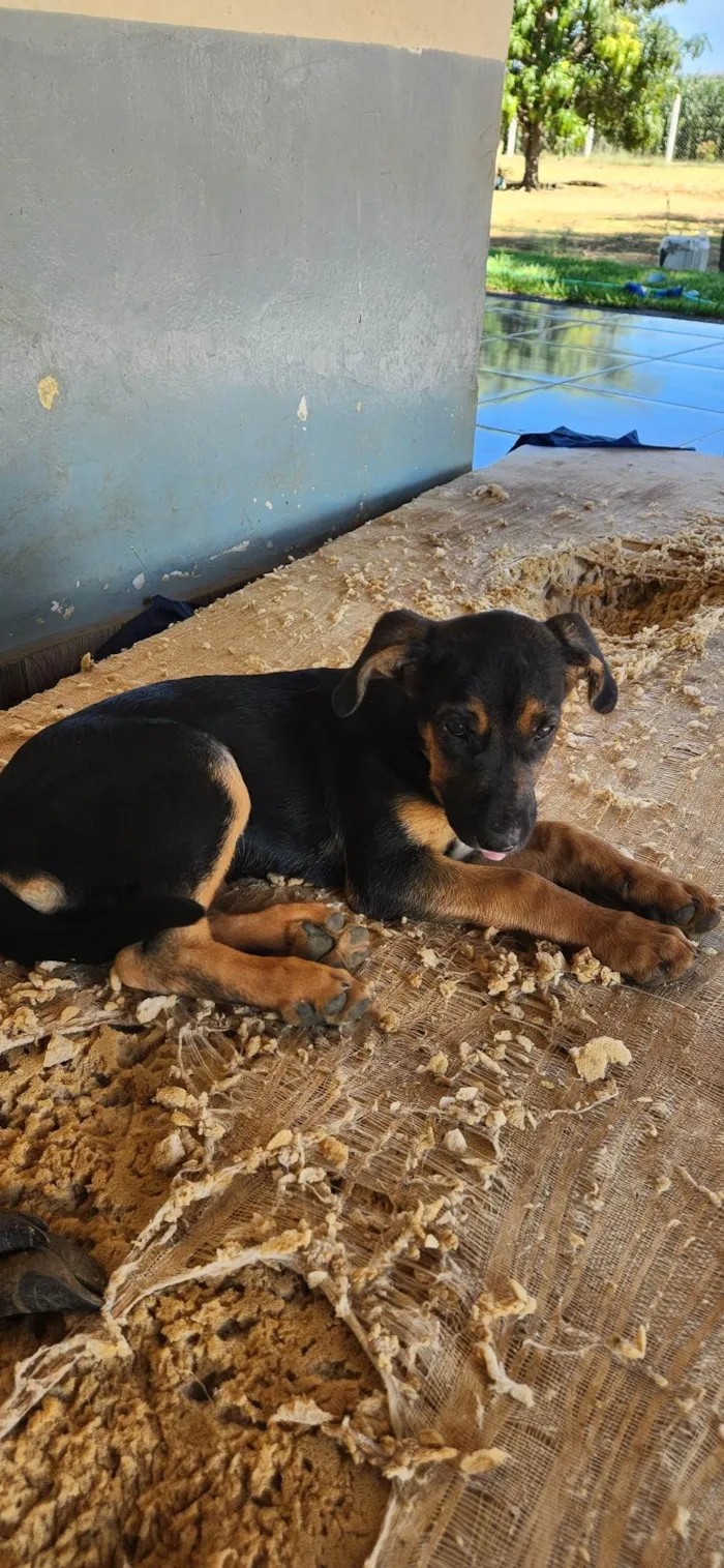 Cachorro ra a SRD-ViraLata idade 2 a 6 meses nome Meg