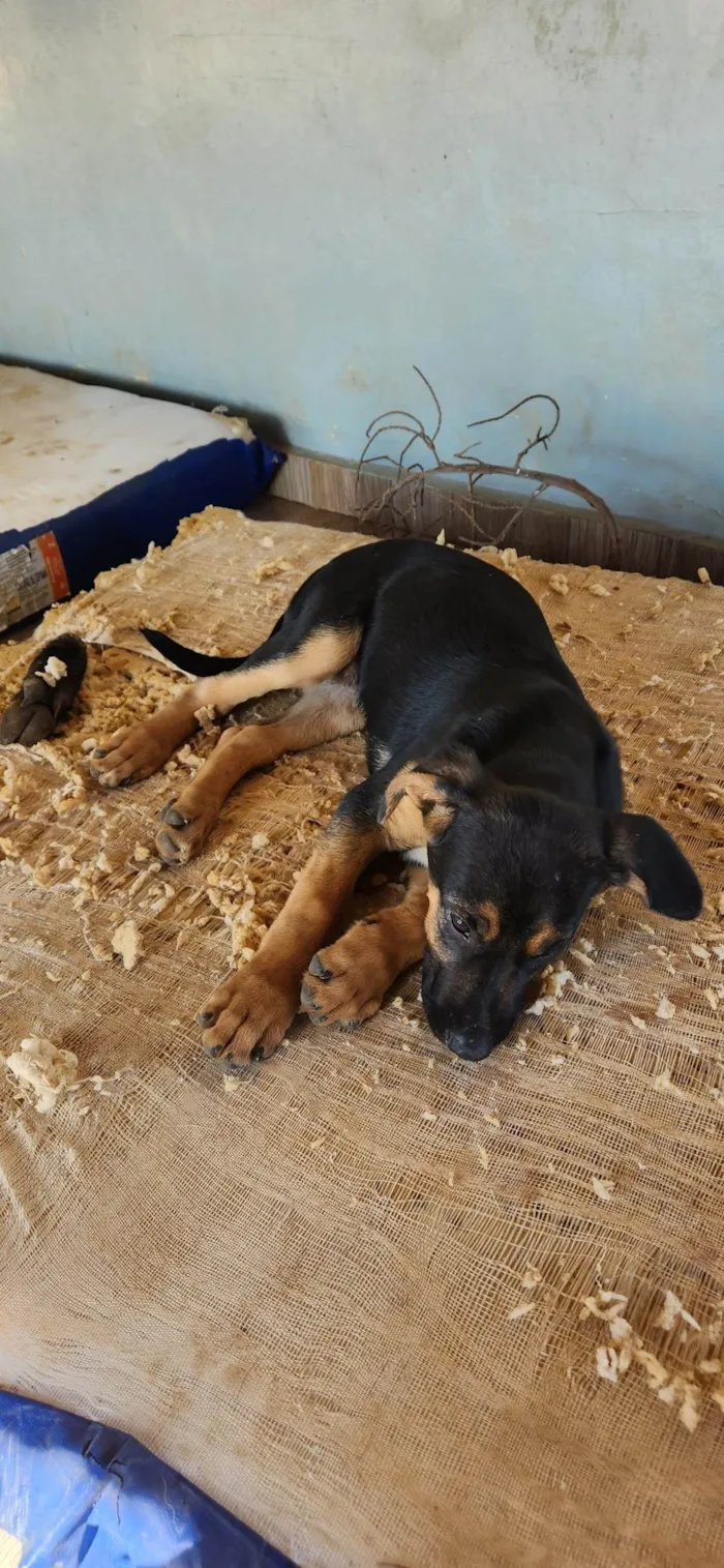 Cachorro ra a SRD-ViraLata idade 2 a 6 meses nome Meg