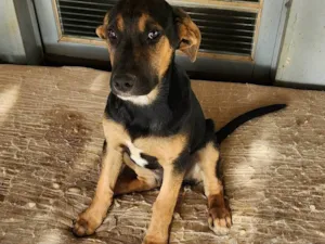 Cachorro raça SRD-ViraLata idade 2 a 6 meses nome Meg