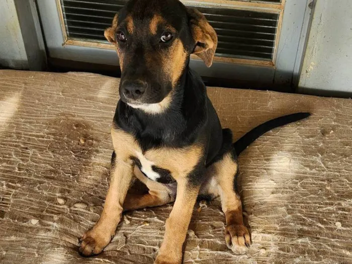 Cachorro ra a SRD-ViraLata idade 2 a 6 meses nome Meg