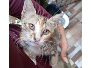 Gato raça SRD-ViraLata idade Abaixo de 2 meses nome Sem nome
