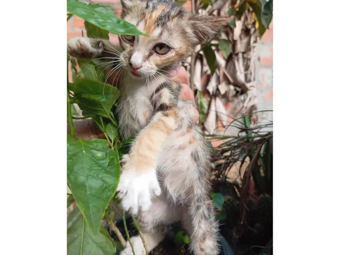 Gato ra a SRD-ViraLata idade Abaixo de 2 meses nome Sem nome