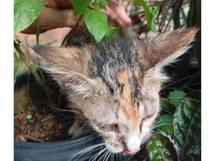 Gato ra a SRD-ViraLata idade Abaixo de 2 meses nome Sem nome
