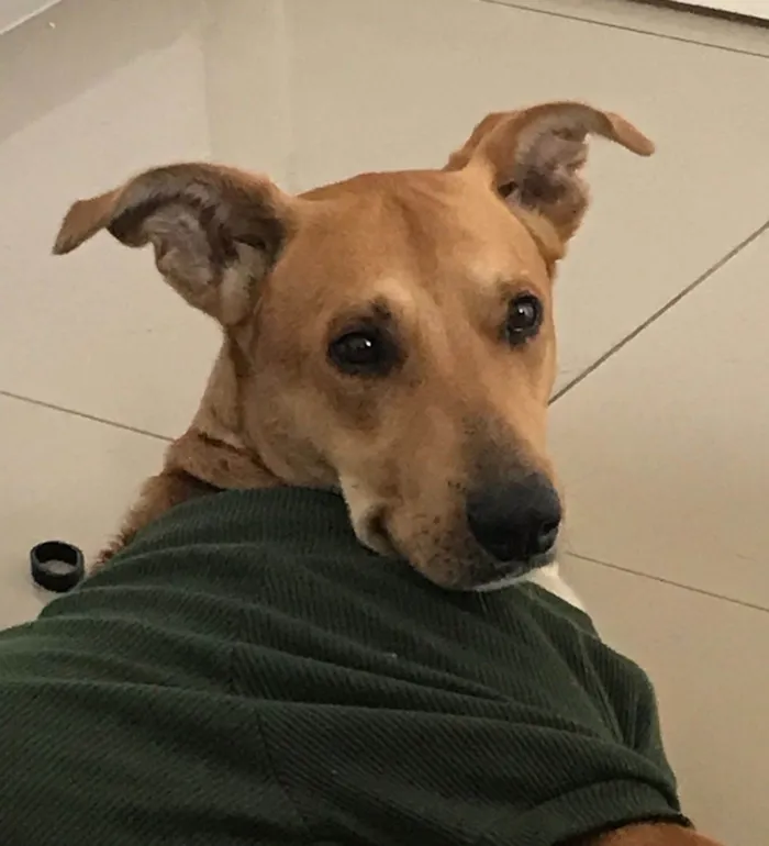 Cachorro ra a SRD-ViraLata idade 1 ano nome Bambino