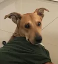 Bambino