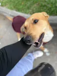Bambino
