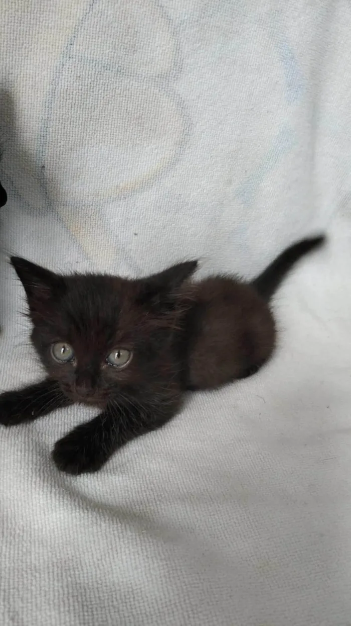 Gato ra a SRD-ViraLata idade 7 a 11 meses nome Chicó e João grilo 