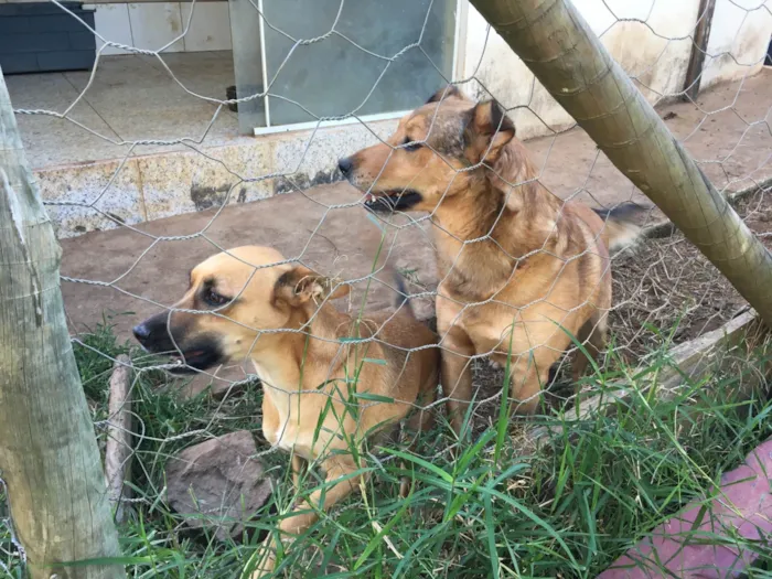 Cachorro ra a SRD-ViraLata idade 2 anos nome Tatu