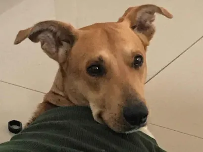 Cachorro raça SRD-ViraLata idade 1 ano nome Bambino