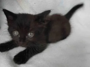 Gato raça SRD-ViraLata idade 7 a 11 meses nome Chicó e João grilo 