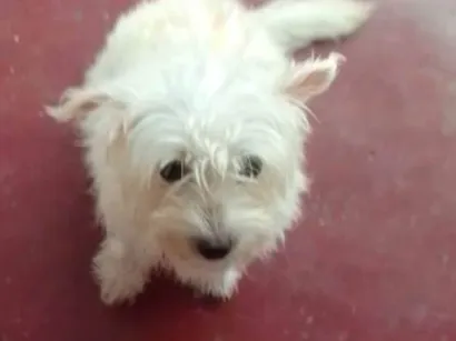 Cachorro raça SRD-ViraLata idade 3 anos nome Laila
