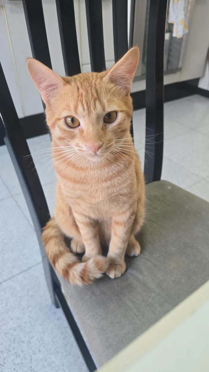 Gato ra a SRD-ViraLata idade 2 a 6 meses nome Tigrinho