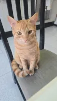 Tigrinho