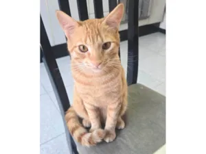 Gato raça SRD-ViraLata idade 2 a 6 meses nome Tigrinho