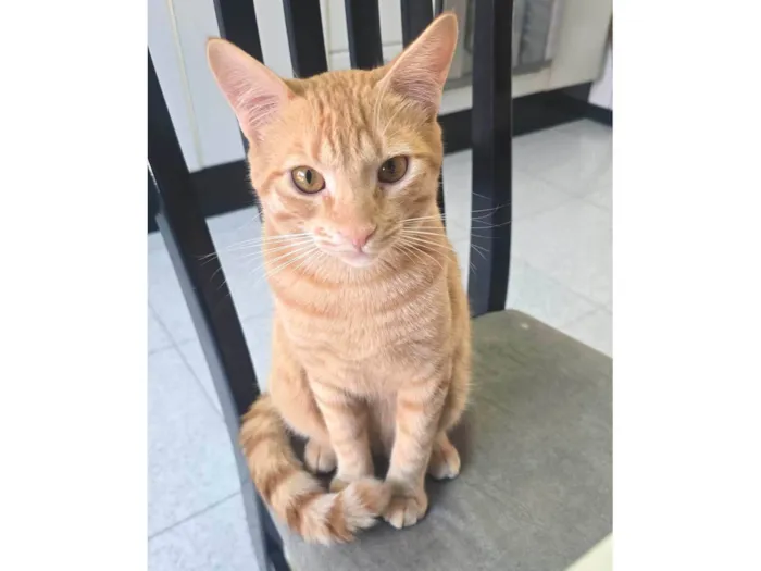 Gato ra a SRD-ViraLata idade 2 a 6 meses nome Tigrinho