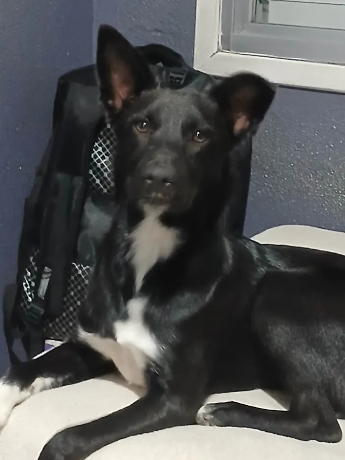 Cachorro ra a SRD-ViraLata idade 1 ano nome Cafe