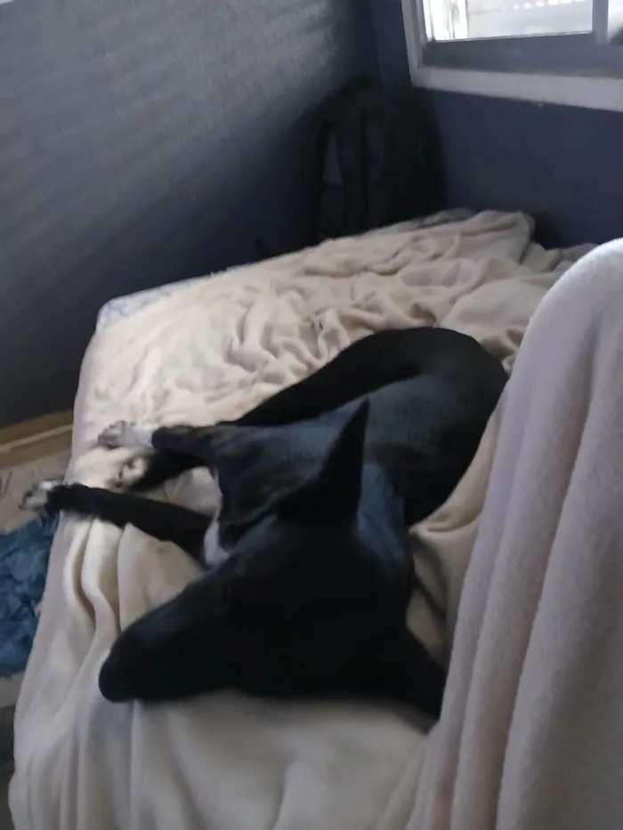 Cachorro ra a SRD-ViraLata idade 1 ano nome Cafe