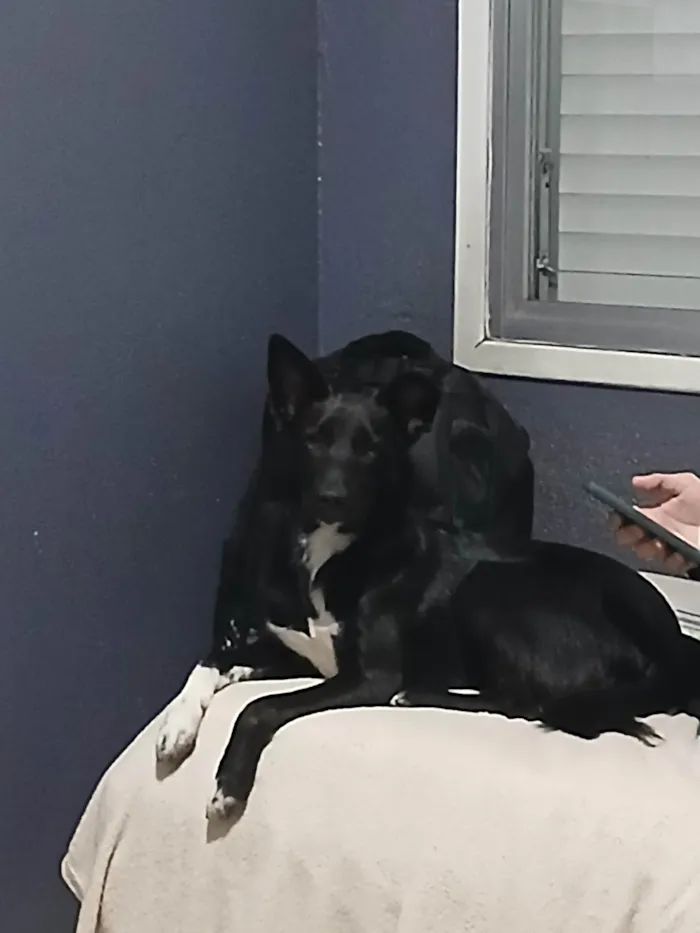 Cachorro ra a SRD-ViraLata idade 1 ano nome Cafe