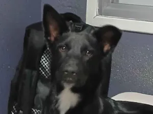 Cachorro raça SRD-ViraLata idade 1 ano nome Cafe