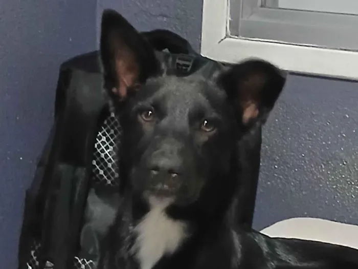 Cachorro ra a SRD-ViraLata idade 1 ano nome Cafe