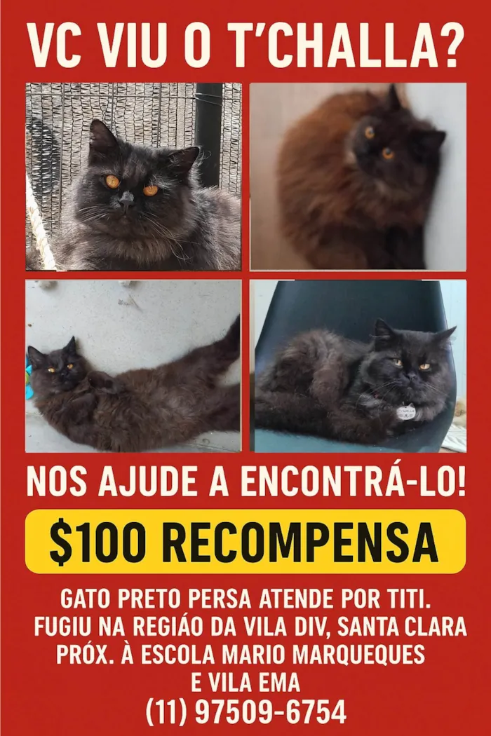 Gato ra a Persa idade 1 ano nome T'challa