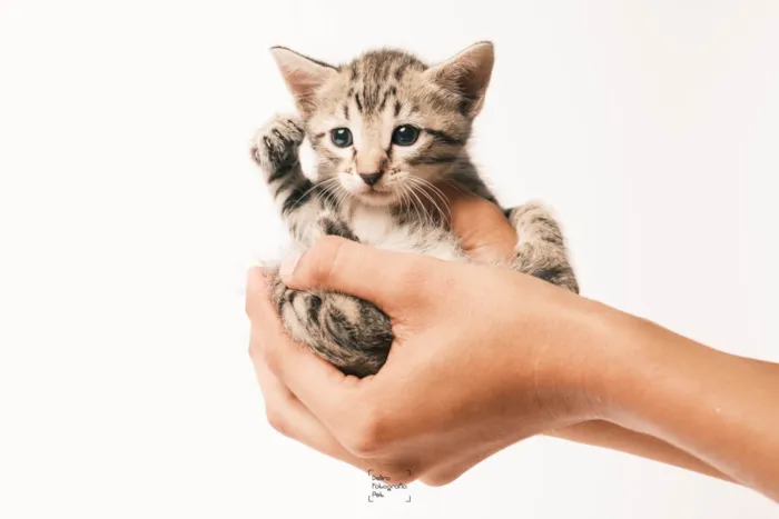 Gato ra a SRD-ViraLata idade Abaixo de 2 meses nome Tom, Ravi, Pitoco