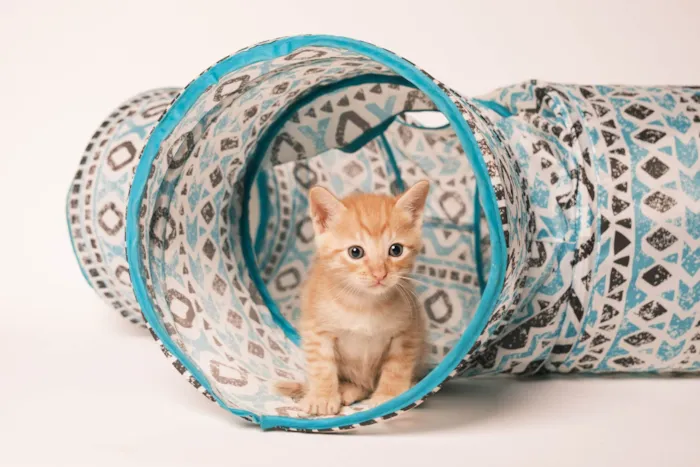 Gato ra a SRD-ViraLata idade Abaixo de 2 meses nome Tom, Ravi, Pitoco