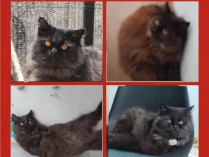 Gato raça Persa idade 1 ano nome T'challa