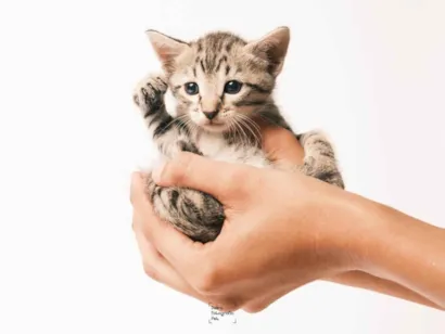 Gato raça SRD-ViraLata idade Abaixo de 2 meses nome Tom, Ravi, Pitoco