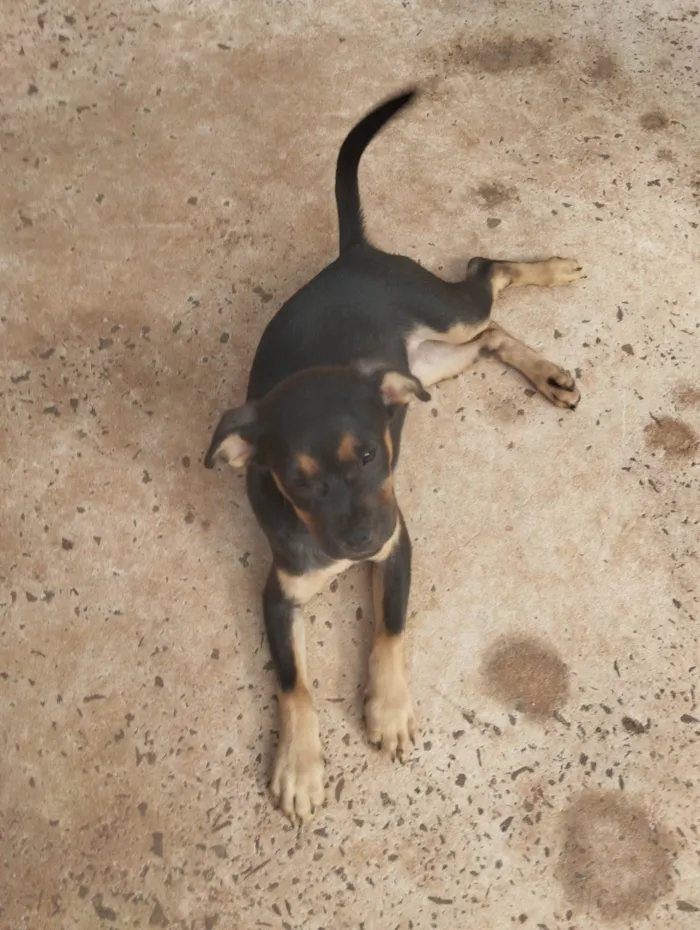 Cachorro ra a SRD-ViraLata idade 2 a 6 meses nome Sem nome