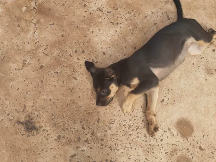 Cachorro ra a SRD-ViraLata idade 2 a 6 meses nome Sem nome