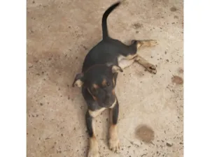 Cachorro raça SRD-ViraLata idade 2 a 6 meses nome Sem nome