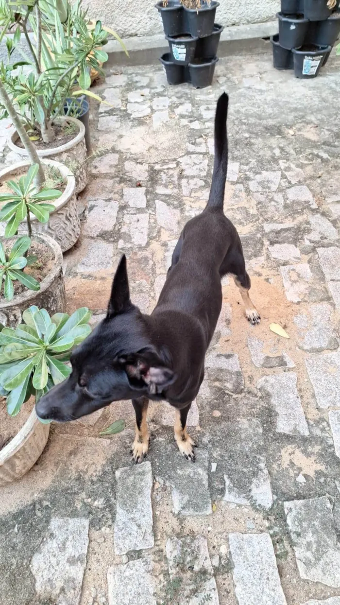 Cachorro ra a SRD-ViraLata idade 2 anos nome Max