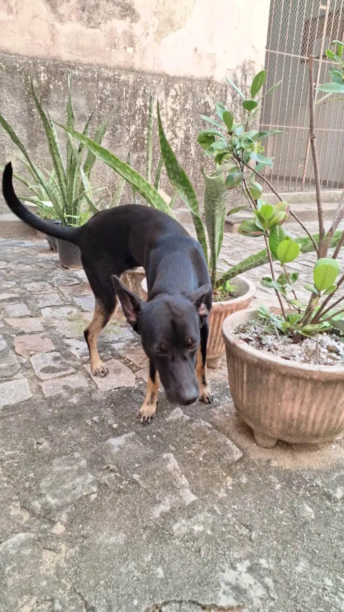 Cachorro ra a SRD-ViraLata idade 2 anos nome Max