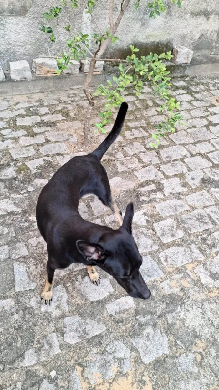 Cachorro ra a SRD-ViraLata idade 2 anos nome Max