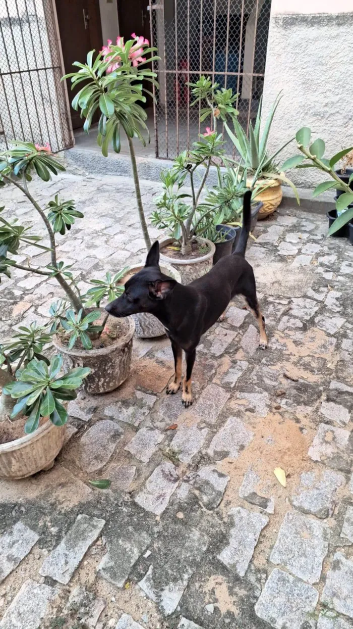 Cachorro ra a SRD-ViraLata idade 2 anos nome Max