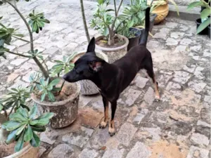 Cachorro raça SRD-ViraLata idade 2 anos nome Max