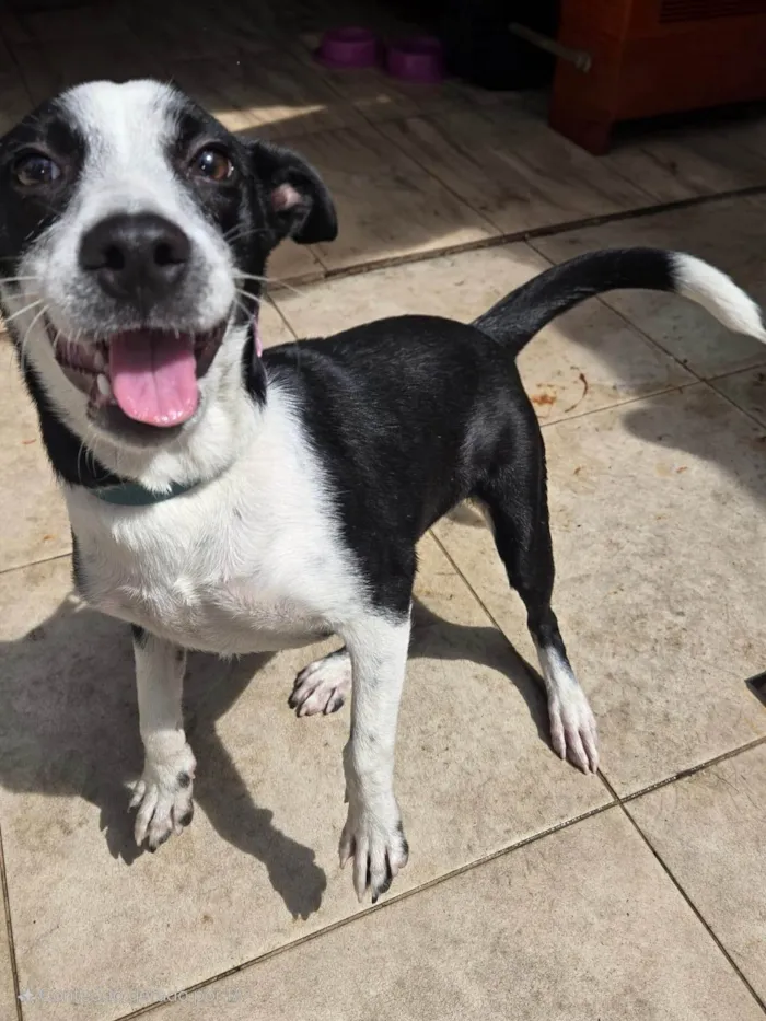 Cachorro ra a SRD-ViraLata idade 2 a 6 meses nome Elora