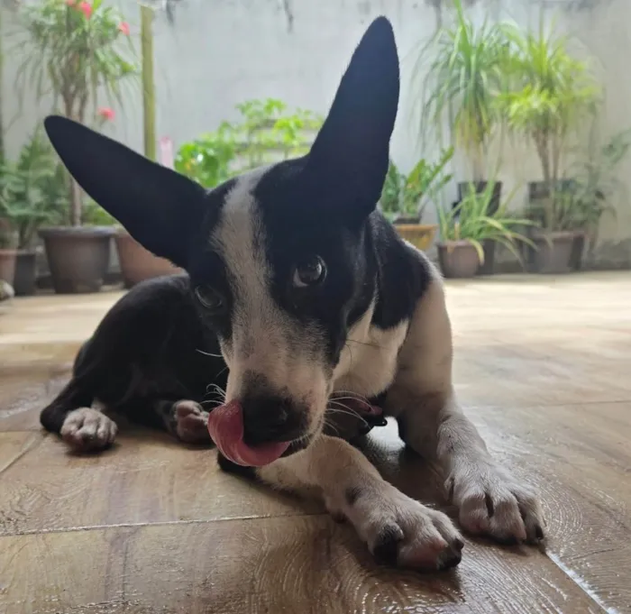 Cachorro ra a SRD-ViraLata idade 2 a 6 meses nome Elora