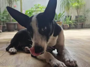 Cachorro raça SRD-ViraLata idade 2 a 6 meses nome Elora
