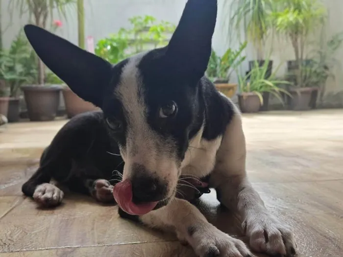 Cachorro ra a SRD-ViraLata idade 2 a 6 meses nome Elora