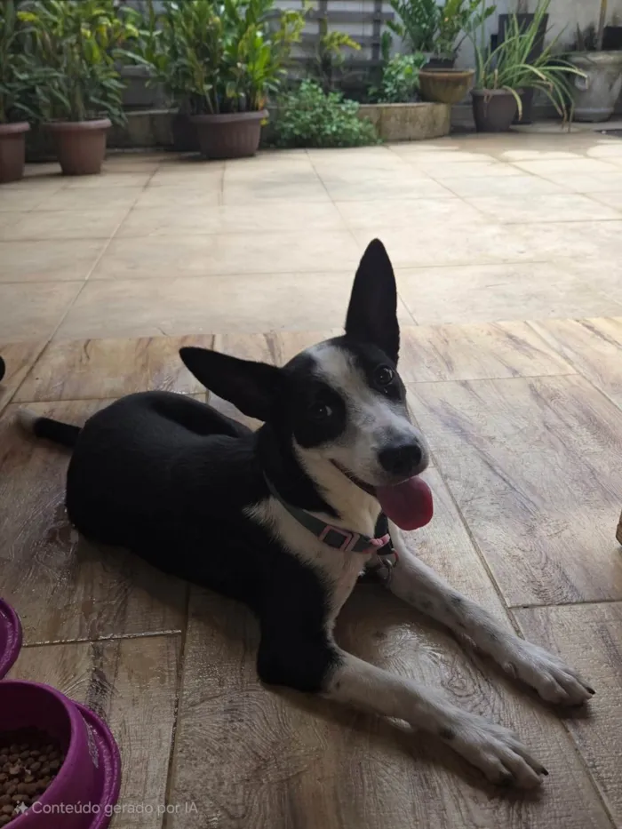 Cachorro ra a SRD-ViraLata idade 2 a 6 meses nome Elora 