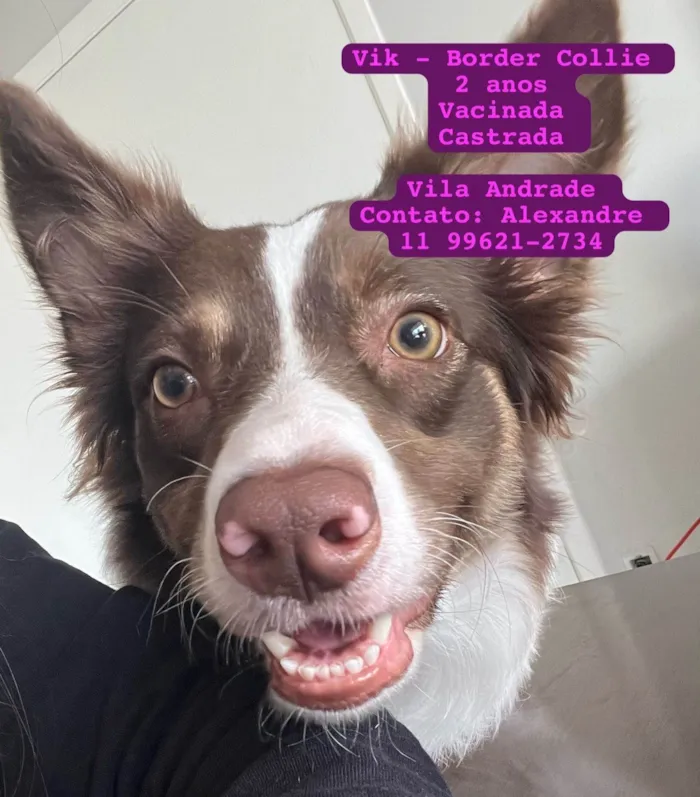 Cachorro ra a Labrador idade 2 anos nome Vik