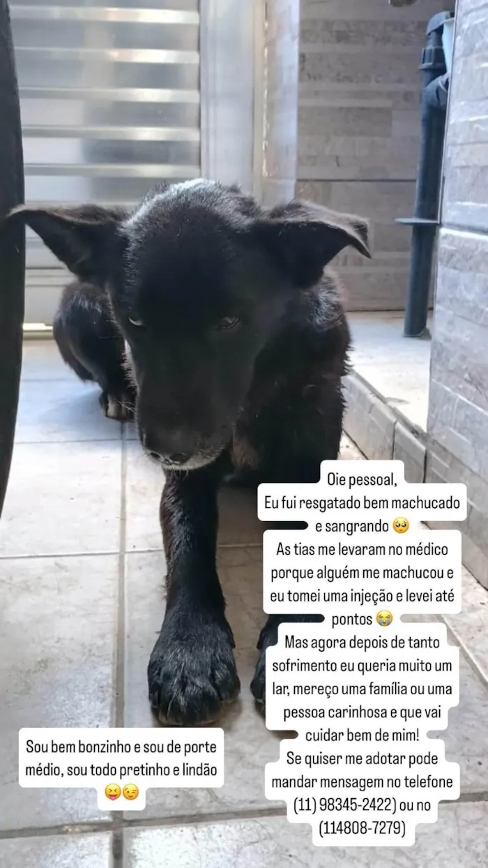 Cachorro ra a SRD-ViraLata idade 4 anos nome Lobo (resgatado)