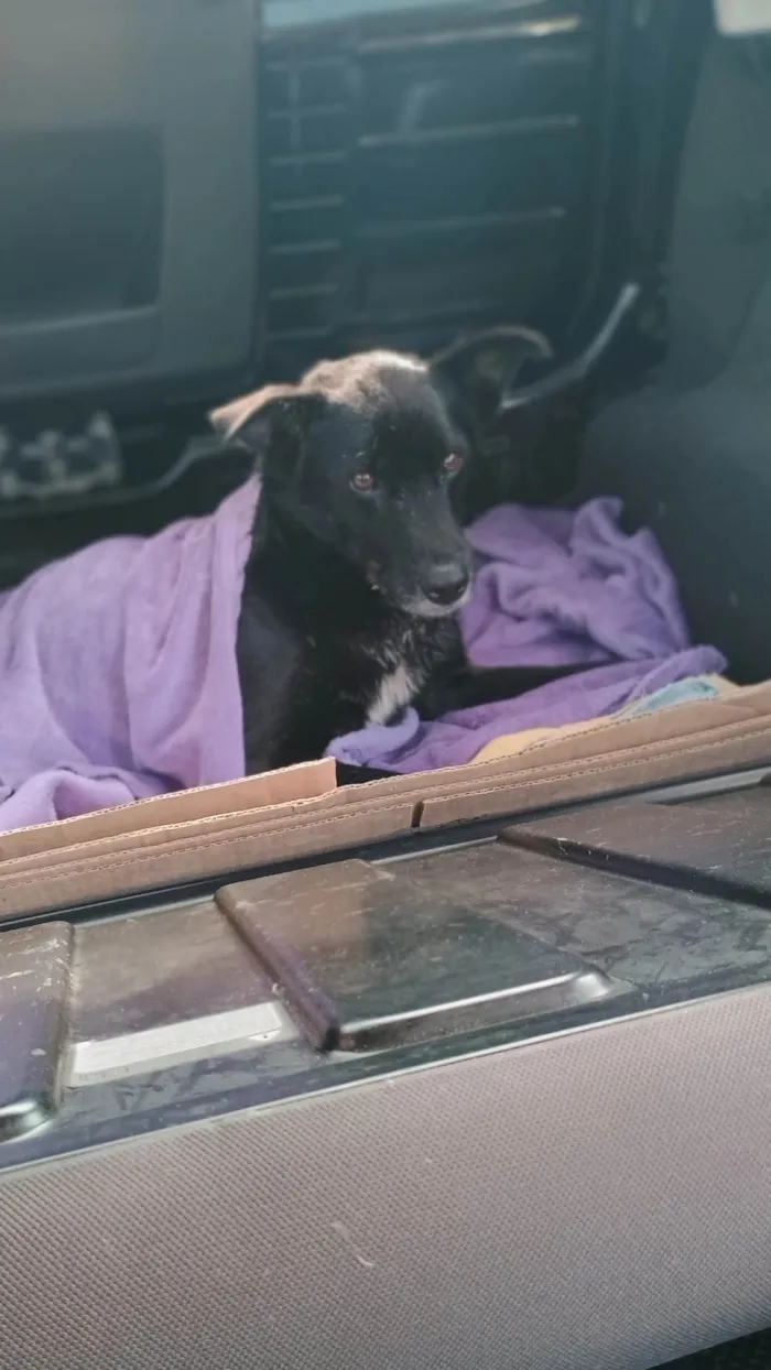 Cachorro ra a SRD-ViraLata idade 4 anos nome Lobo (resgatado)
