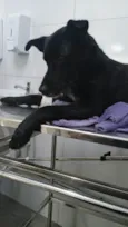 Lobo (resgatado)